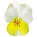 Afbeelding van Viola P9 kleinbloemig Yellow beacon